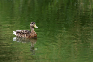 Lone Female Mallard Duck Swimming in Pond with Green Reflection from Trees and Bushes 2