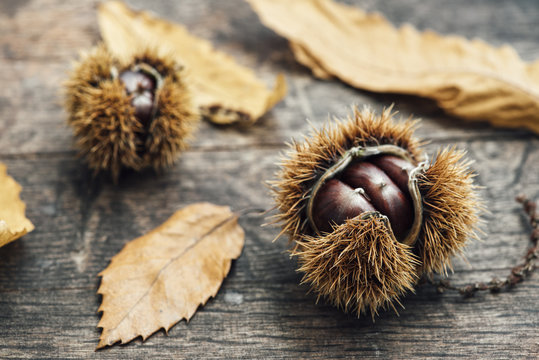 Food: sweet chestnut on white