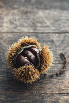 Food: sweet chestnut on white