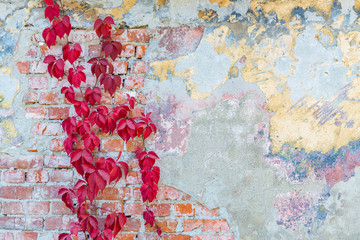 background texture old brick wall with remnants of varicoloured plasters and with wild grapes