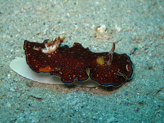 nudibranche limace de mer