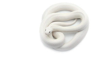 White rat snake isolated on white background