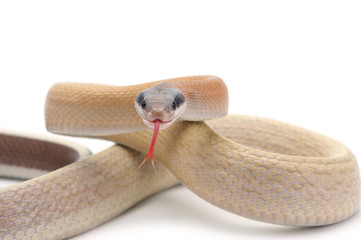 attack Taiwan beauty rat snake isolated on white background