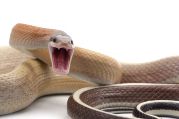 Obraz premium attack Taiwan beauty rat snake isolated on white background