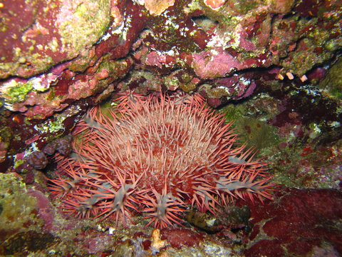 &eacute;toile de mer couronne du christ