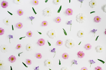 Floral pattern made of white and pink chamomile daisy flowers, green leaves on white background. Flat lay, top view. Daisy background. Pattern of flower buds.