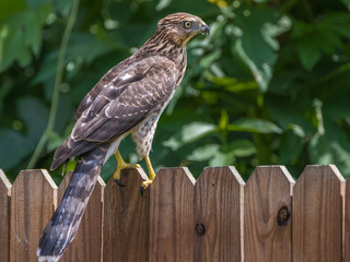 Horizontal photo of red-tailed hawk on a brown wooden fence with green kudzu in the background