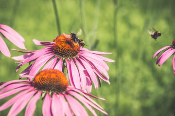 bee drinking flower garden - close-up