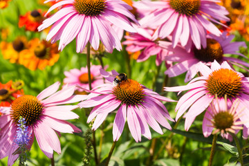 Obraz premium bumblebee pollinates flowers in the garden - close-up. Macro photo.