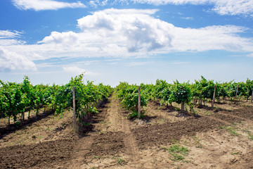 Fototapeta na wymiar landscape of vineyard, nature background