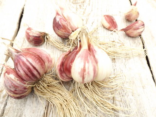 Garlic head with roots