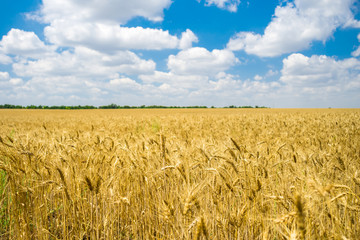 golden wheat field ready for harvest with blue sky
