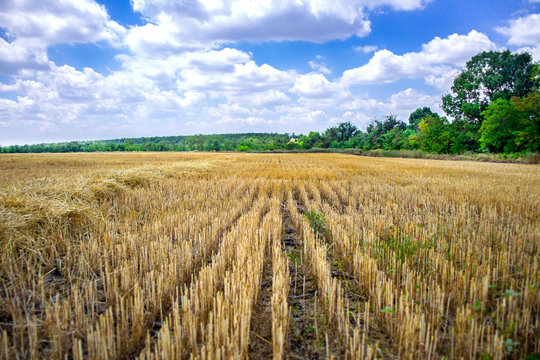 Big yellow field after harvesting. Mowed wheat fields under beautiful blue sky and clouds at summer sunny day. Converging lines on a stubble wheat field