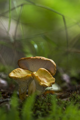Girolles ou chanterelles