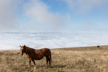 Some horses pasturing on top a mountain, beneath a big blue sky with some very close clouds, and over a valley full by fog