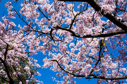 Cherry Tree Blossom At Alishan National Scenic Area