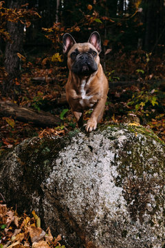 A majestic and regal brown french bulldog posing on a mossy rock.
