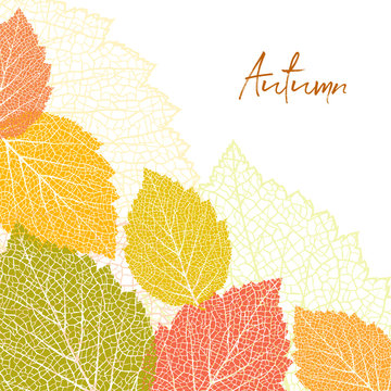 Autumn background and leaves 