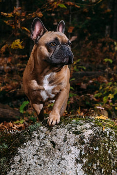 A majestic and regal brown french bulldog posing on a mossy rock.