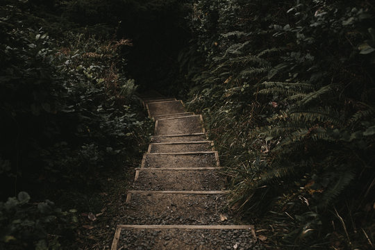 steps leading down through forest trail