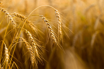 Spikes of ripe rye on a summer evening