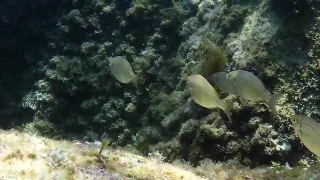 branco di pesci nuota nel fondale marino