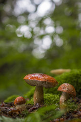 Bolet orangé des chênes