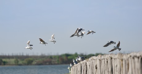 A flock of seagulls soars from the bridge and flies in the clear sky