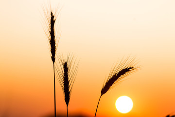 Spikes of ripe rye on a summer evening