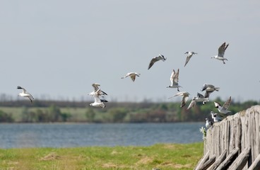 A flock of seagulls soars from the bridge and flies in the clear sky