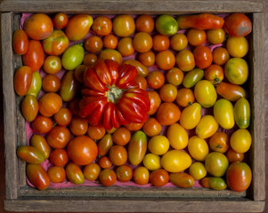 Fototapeta na wymiar Multicolored tomatoes mosaic