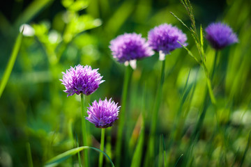 Purple flowers of a chive.