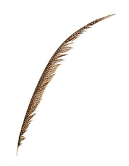Pheasant tail feather