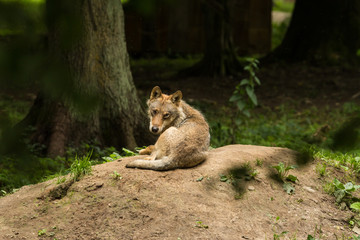 Wilk, Białowieski Park Narodowy
