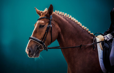 Cream akhal-teke horse with blue eyes portrait during dressage competition. 
