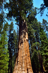 Fototapeta premium Giant Huge Sequoia Trees