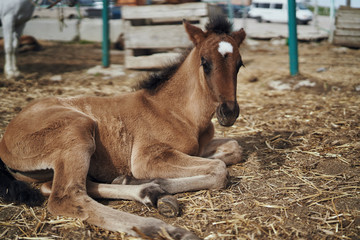 Horses graze in a pen, farm, farming, animals, livestock