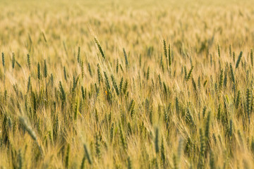 Wheat field, green wheat ripens