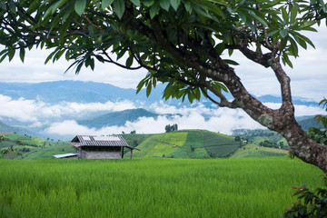 green terrace rice field with fog background in morning