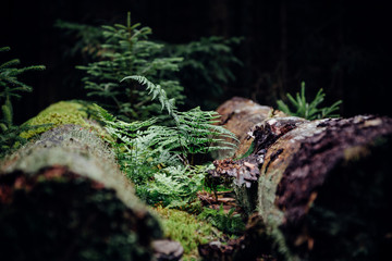 Pflanzen im Wald
