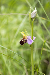 Ophrys apifera, one bee orchid in bloom