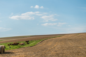 Fototapeta na wymiar Kühe beim grasen