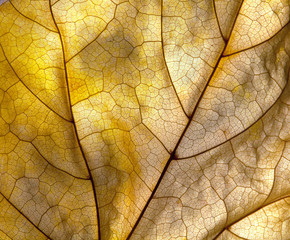 Naklejka na ściany i meble Autumn leaf detail