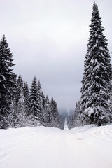 Fototapeta premium Winter landscape with road and snow covered firs.