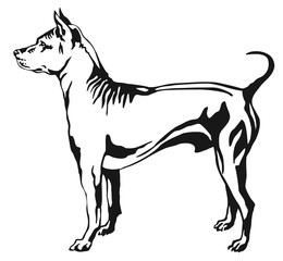 Decorative standing portrait of Thai Ridgeback vector illustration