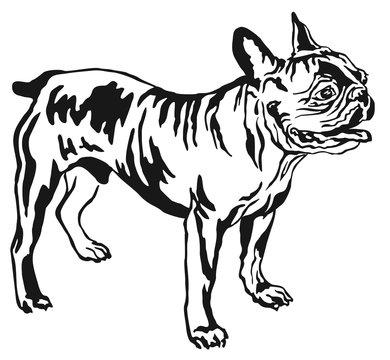 Decorative standing portrait of French Bulldog vector illustration