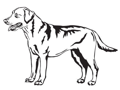 Decorative standing portrait of Labrador Retriever vector illustration