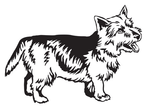 Decorative standing portrait of Norwich Terrier vector illustration