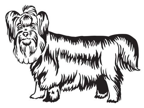 Decorative standing portrait of Yorkshire Terrier vector illustration