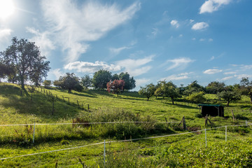 Streuobstwiese